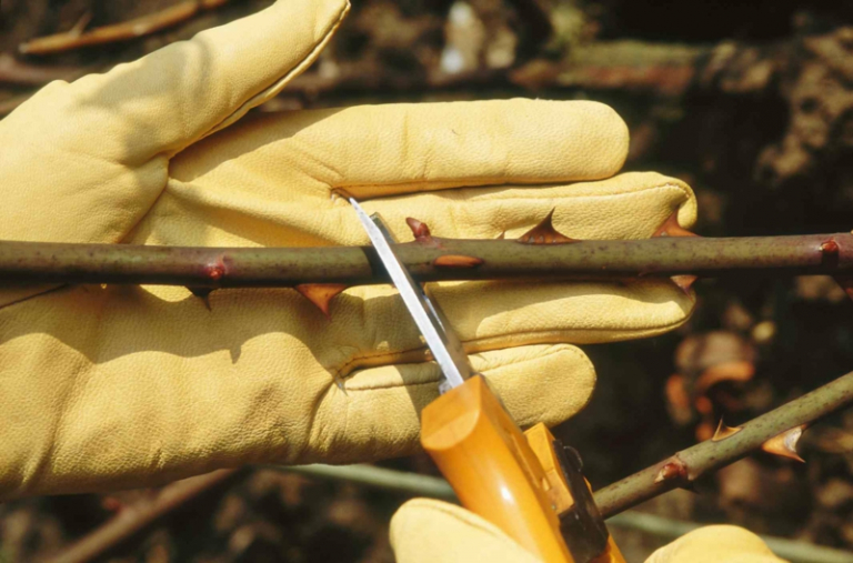 Rosen schneiden im Frühjahr was tut den Pflanzen gut?
