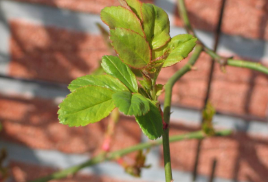 rosen schneiden fruehjahr gartenarbeit im april junge pflanze