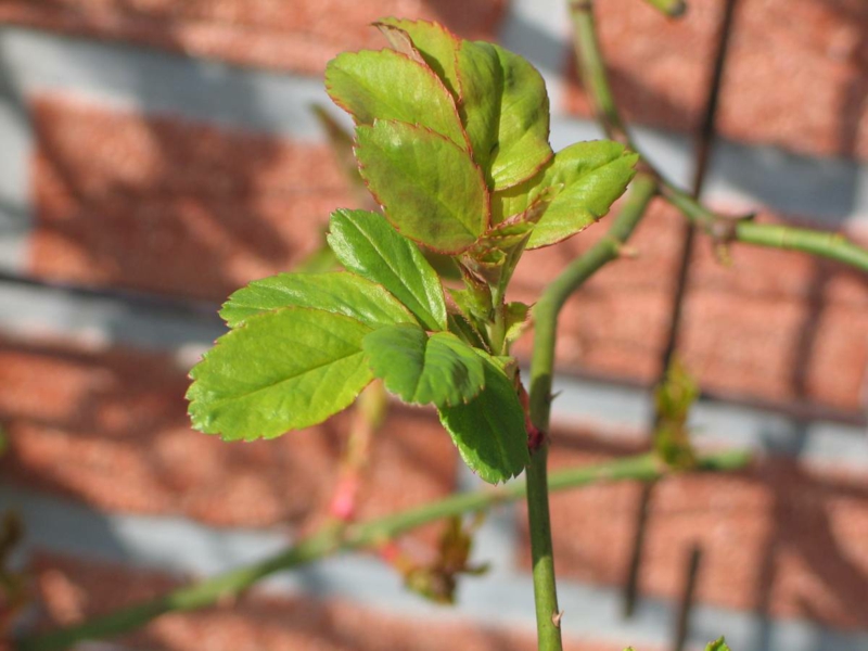 rosen schneiden fruehjahr gartenarbeit im april junge pflanze