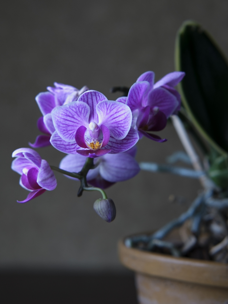 Orchidee retten eine einfache Methode in 6 Schritten
