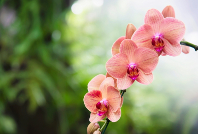 Vertrocknete Orchidee retten in 6 einfachen Schritten