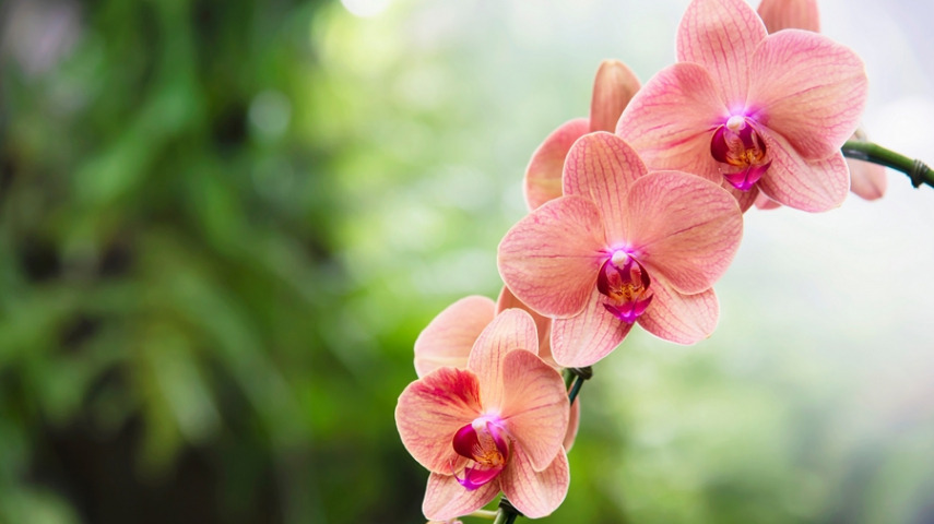 Vertrocknete Orchidee retten in 6 einfachen Schritten