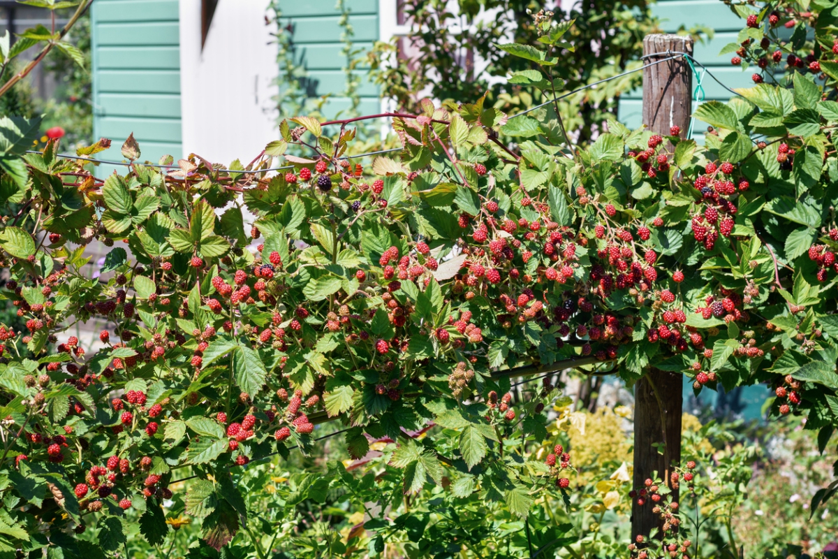Beerenstrauch mit vielen roten Beeren 