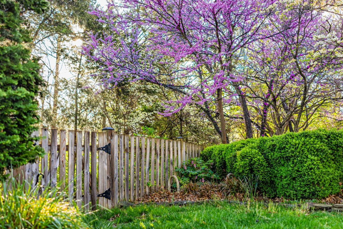 ein lila blühender Baum als Blickfang - interessante Gartenideen 