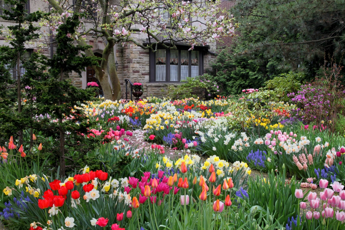 schöner Bauergarten mit Tulpen in allen möglichen Farben 