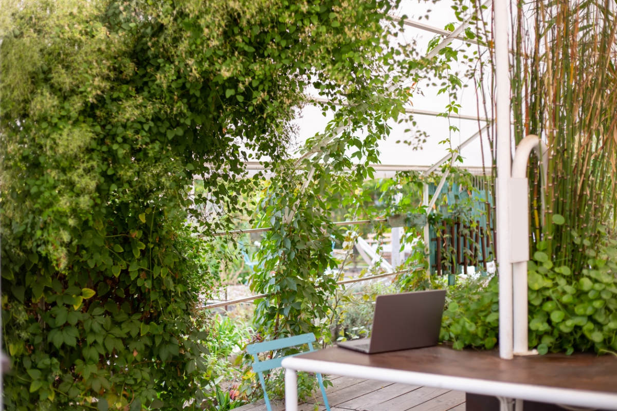 hochwachsende Pflanzen bilden den perfekten Sichtschutz auf dem Balkon 