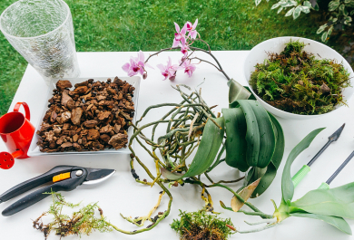 Orchideen retten – wie gelingt Ihnen eine Wiederbelebung der schönsten Zimmerpflanzen?