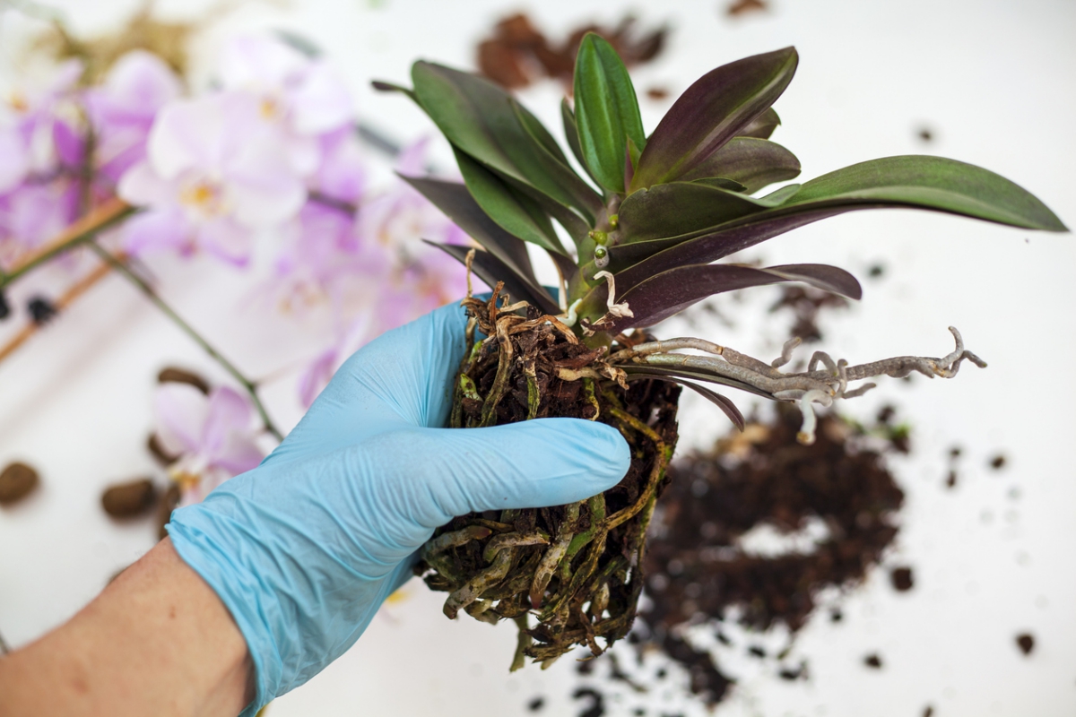 erster Schritt für orchideen retten ist umtopfen