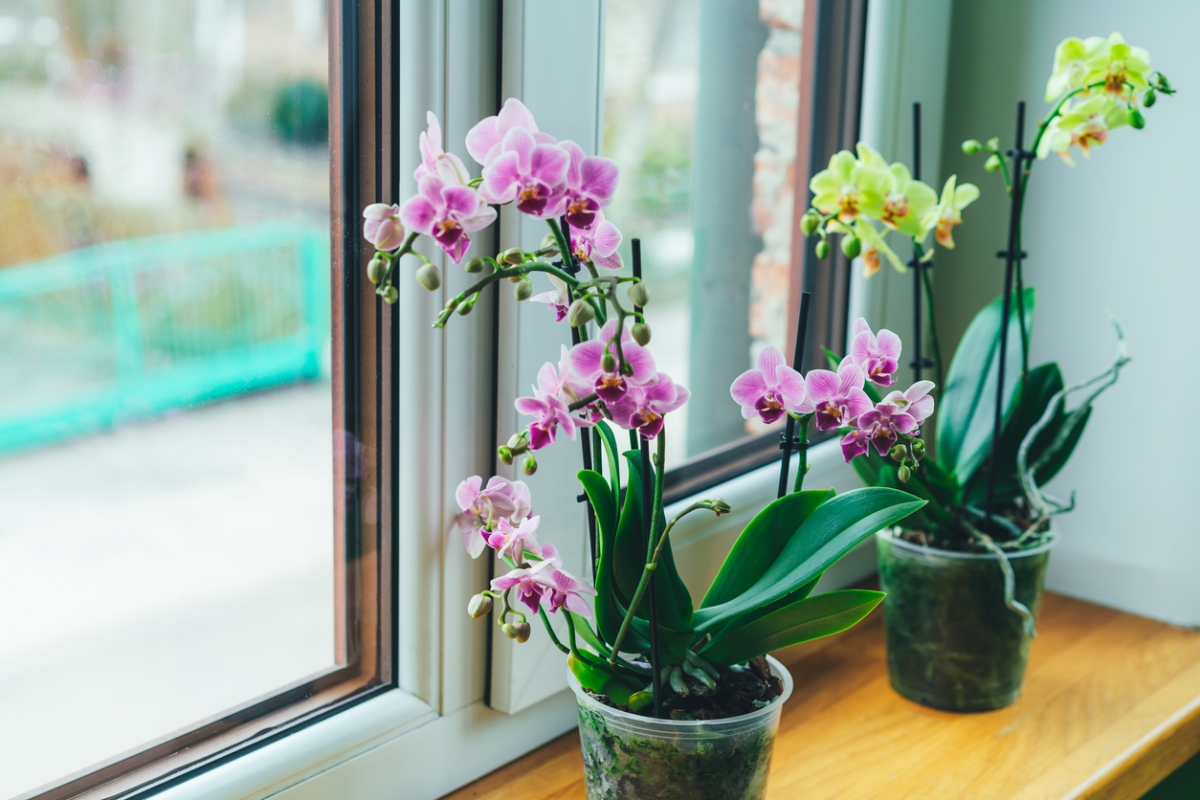 zwei Orchideen auf der Fensterbank - eine blüht in Gelb, andere in Rosa