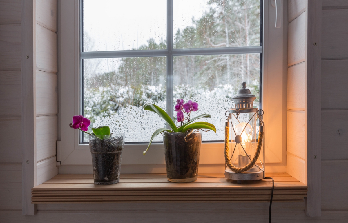 zwei blühende Orchideen am Fenster und eine Laterne 