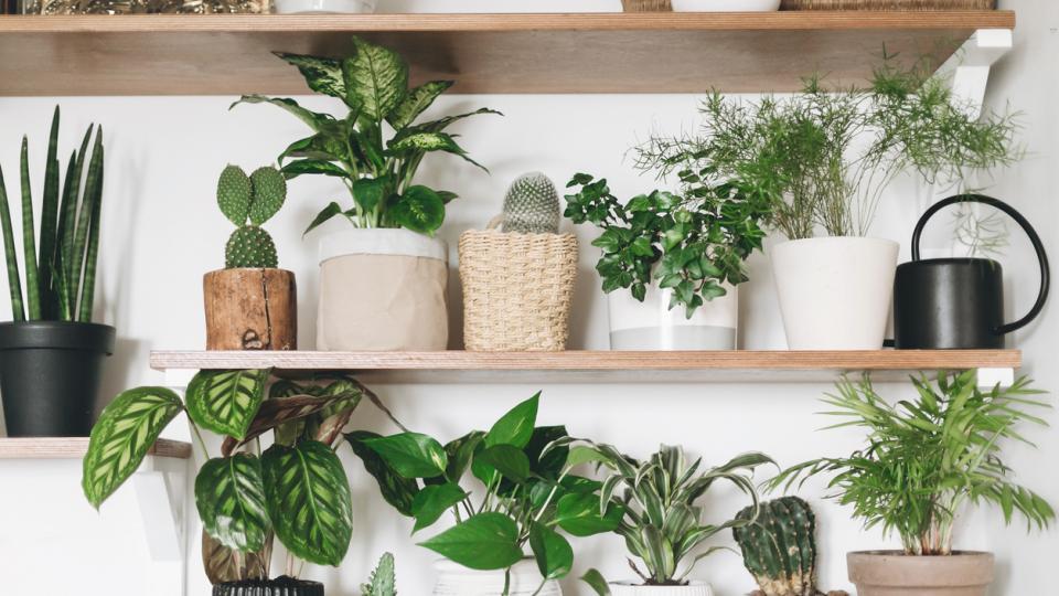grüne Zimmerpflanzen sorgen für Frische im Interieur Trends in der Inneneinrichtung – grüne Topfpflanzen auf Regalen