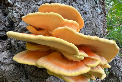 Bei Pilze sammeln im Wald bestehet ein Verwechslungsrisiko 