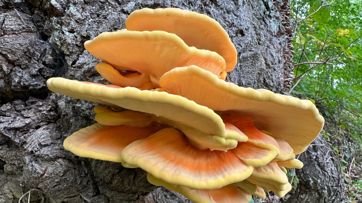 Bei Pilze sammeln im Wald bestehet ein Verwechslungsrisiko 