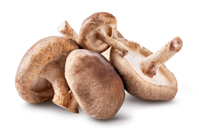 essbare Pilze sammeln im Herbst 