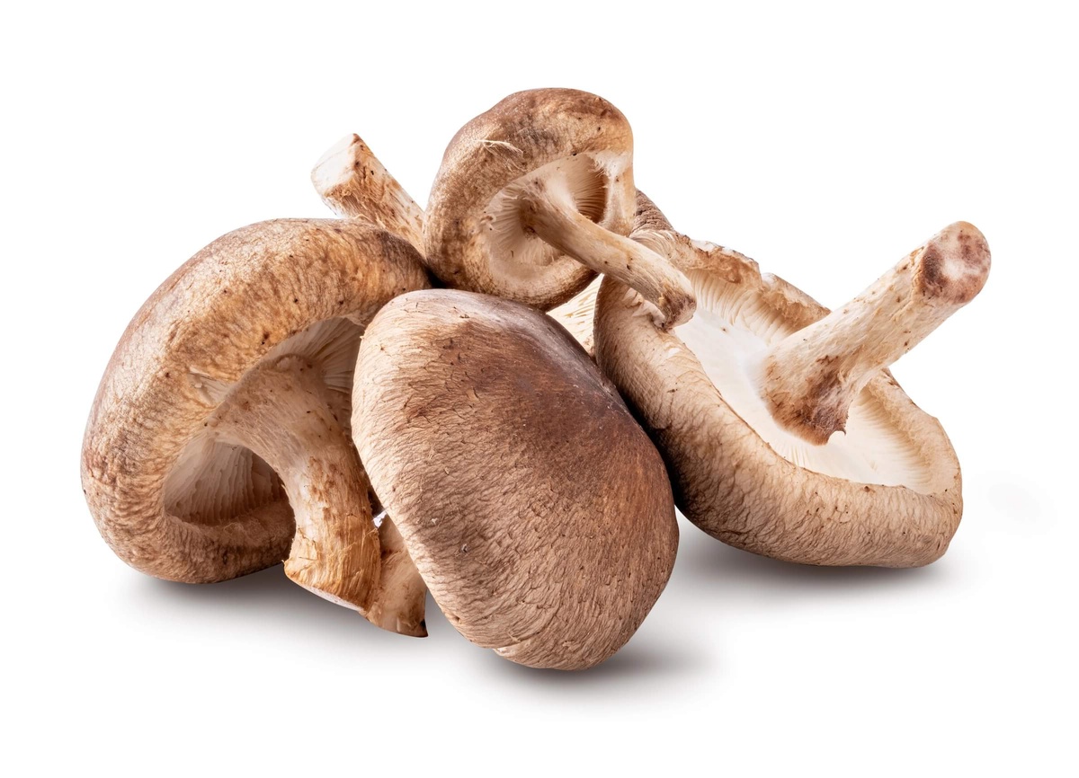 essbare Pilze sammeln im Herbst 