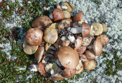 essbare Pilze sammeln im Wald macht Spaß 
