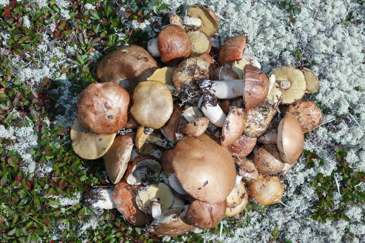 essbare Pilze sammeln im Wald macht Spaß 
