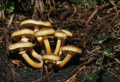 essbare Pilze sammeln im Wald 