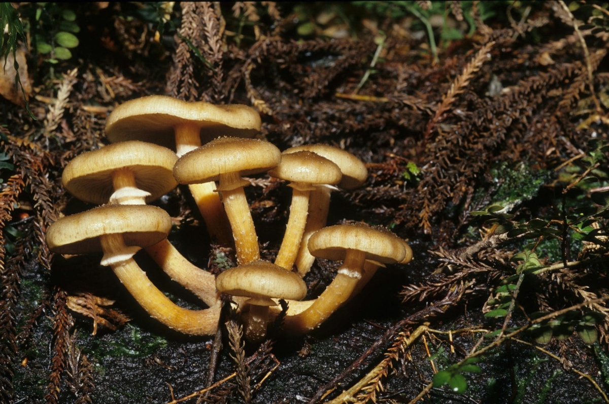 essbare Pilze sammeln im Wald 