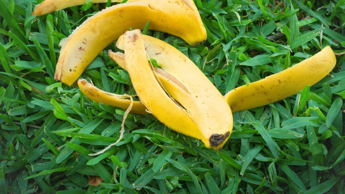 Bananenschalen als Biodünger für Zimmerpflanzen