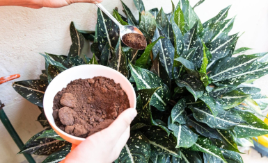 Kaffeesatz als Dünger für Zimmerpflanzen