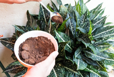 Kaffeesatz als Dünger für Zimmerpflanzen