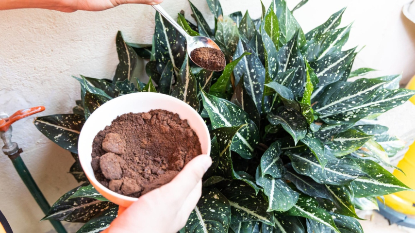 Kaffeesatz als Dünger für Zimmerpflanzen
