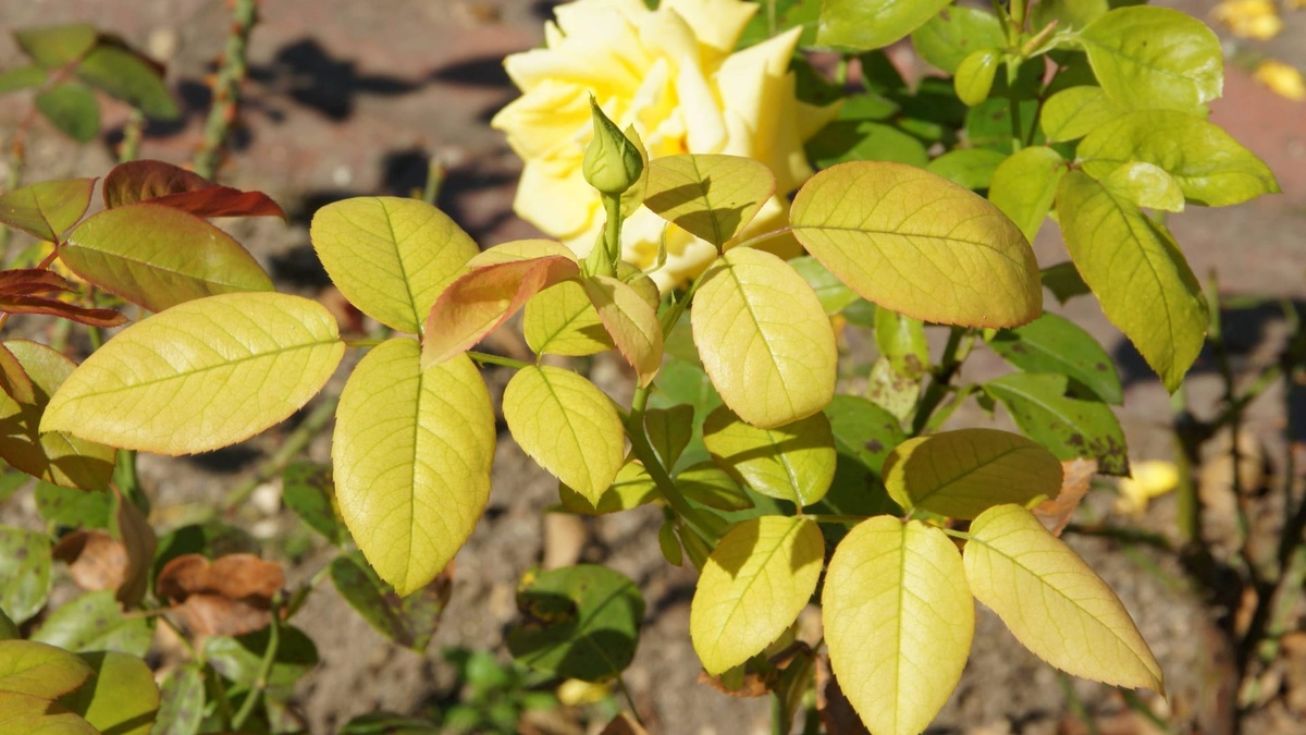 Rosen im Garten mit Biodüngern düngen