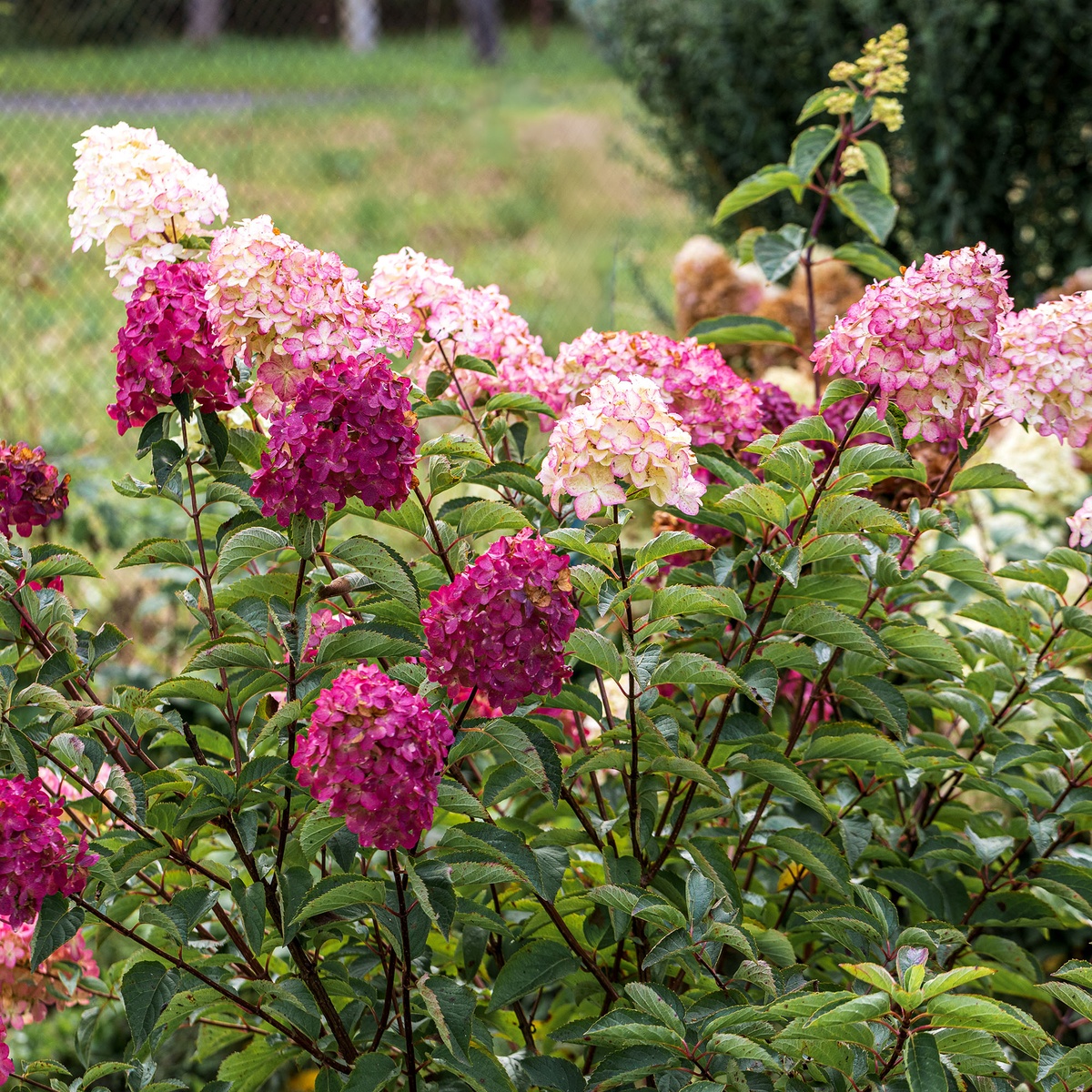 schön blühende Gartenpflanzen im Oktober