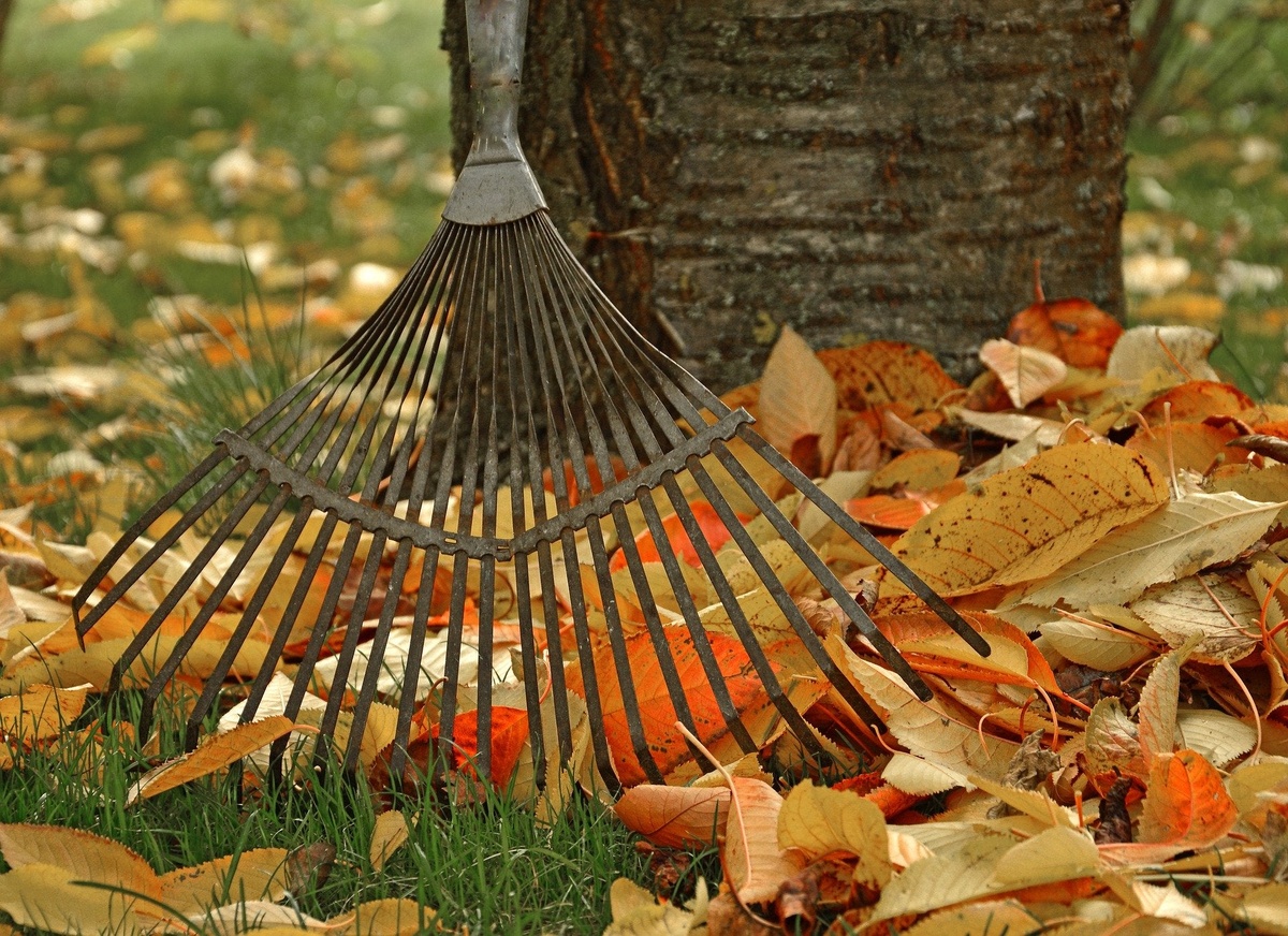 Laub sammeln und entfernen- Gartenarbeit im Oktober