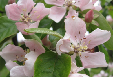 Quittenbaum hat helllila Blüten 