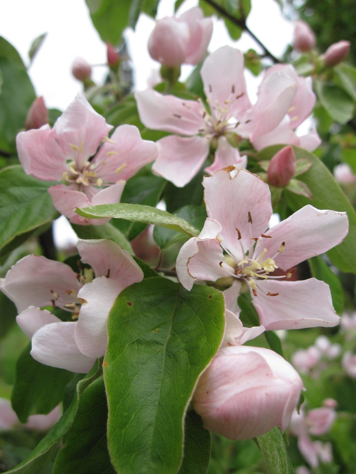 Quittenbaum hat helllila Blüten 