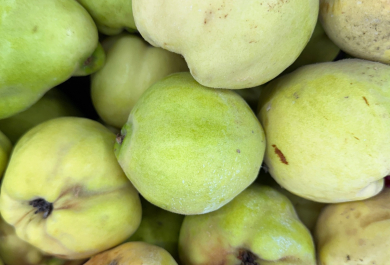 grüne Quitten sind aromatisch und gesund