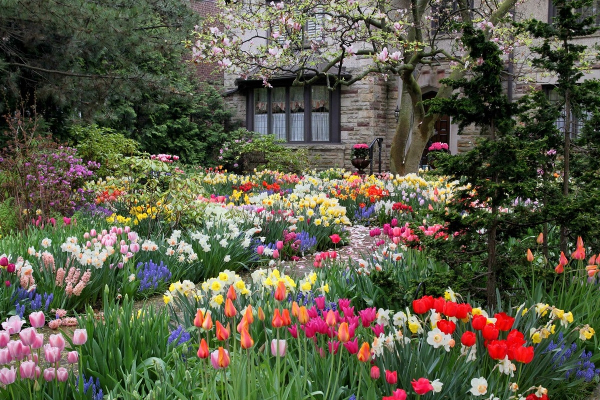 Bauerngarten mit Tulpen und Narzissen 