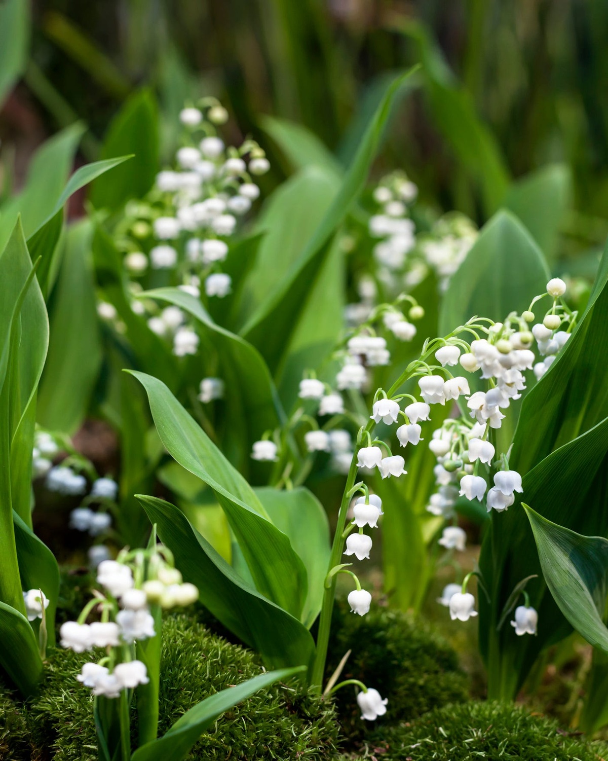 Maiglöckchen haben zarte weiße Blüten 