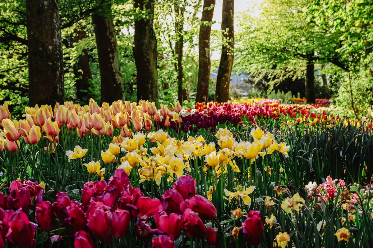 Narzissen und Tulpen im Garten - natürliche Schönheit 