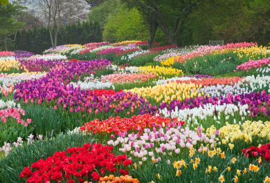 Schöne Frühlingsblumen verwandeln den Garten in ein Blütenmeer