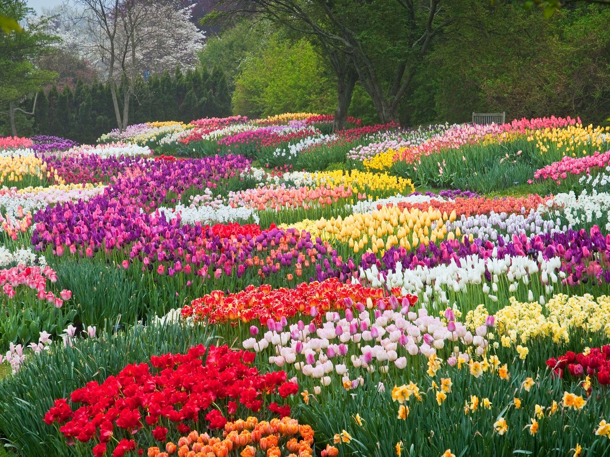 schöne Frühlingsblumen im Garten in voller Farbenpracht