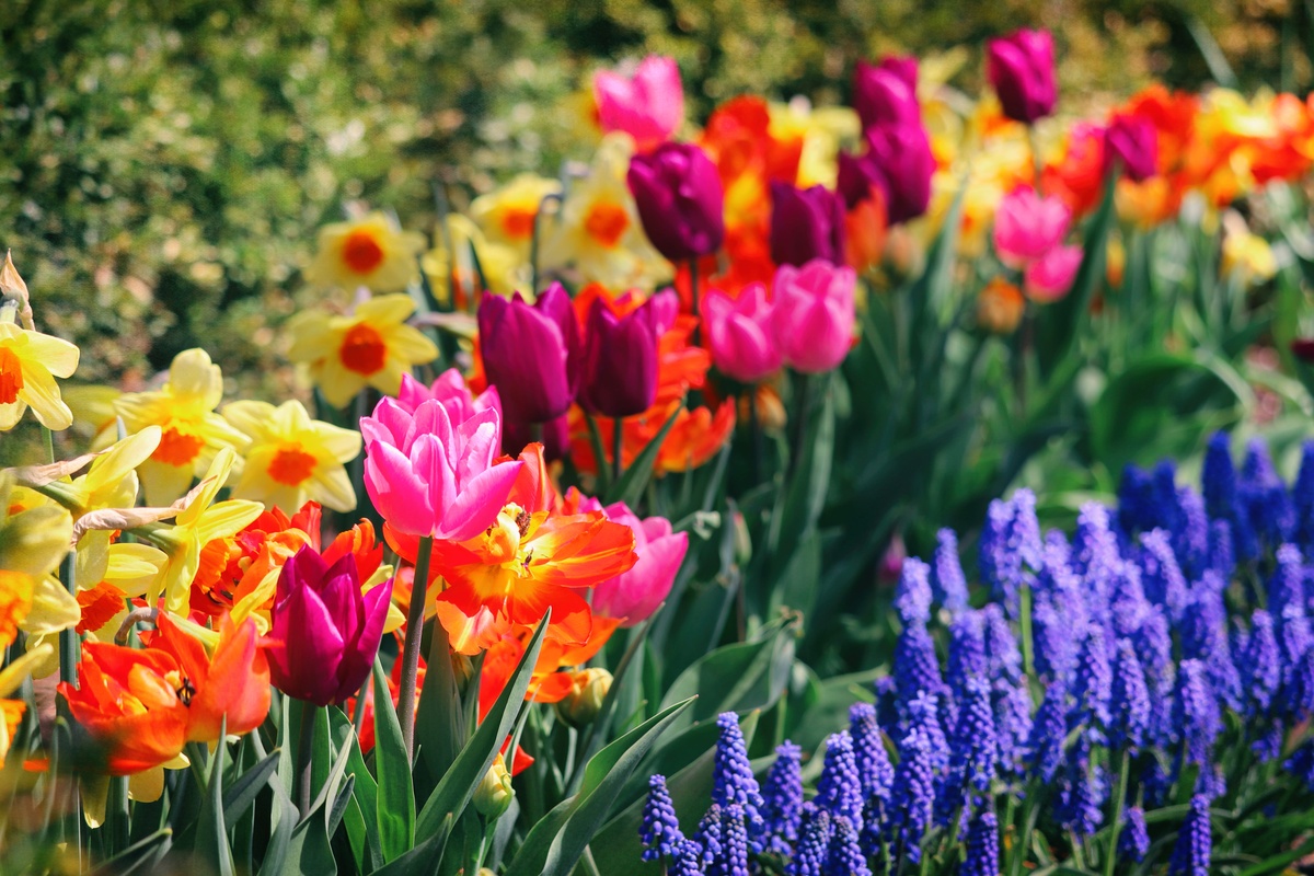schöne farbenfrohe Gartenblumen im Frühling 