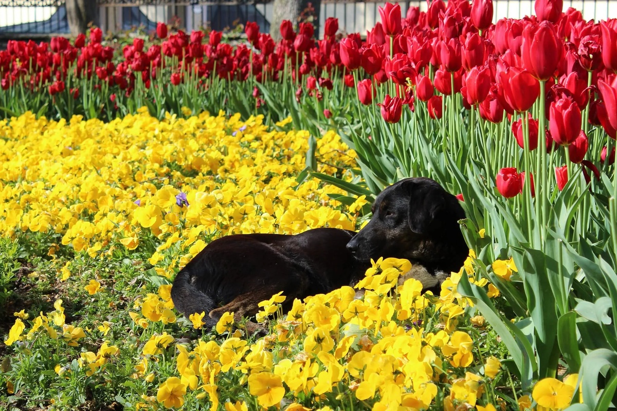 rote Tulpen sind beliebte Gartenblumen 