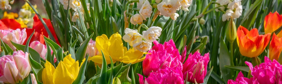 schöne Frühlingsblumen - Tulpen und Narzissen in verschiedenen Farben