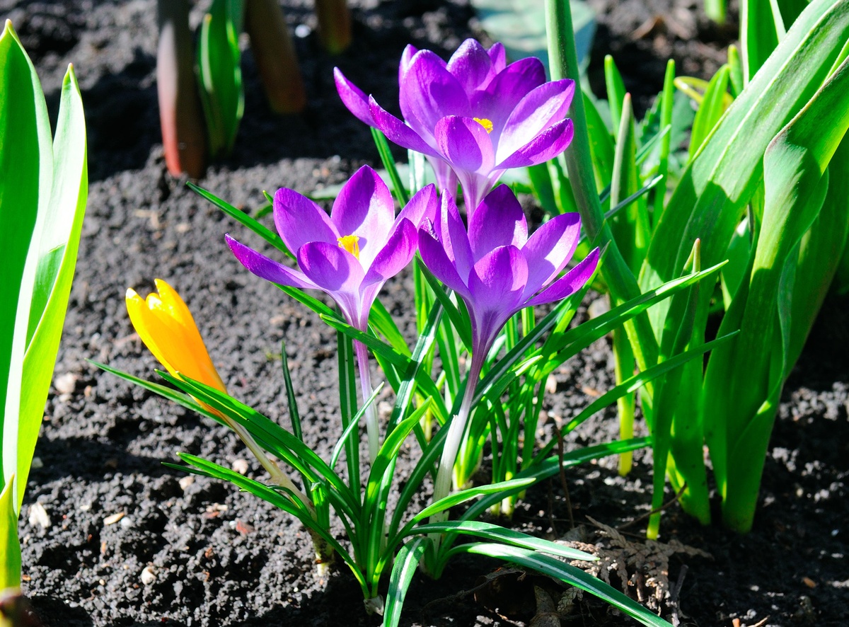 Frühlingsblumen im Garten sind erste Vorboten der neuen Saison 