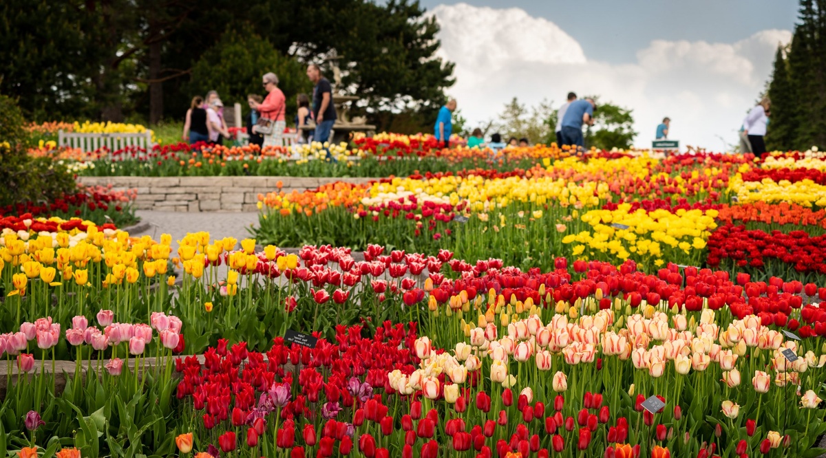 eine Blumenausstellung im Park - farbenfrohe Tulpen 