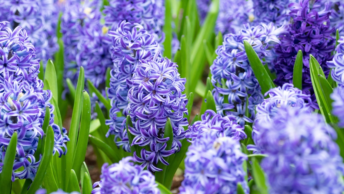 Blaue Hyazinthen im Garten - wunderschöne Frühlingsblumen 
