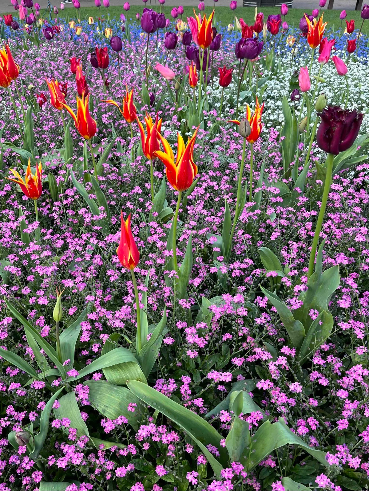 Tulpen und andere Frühlingsblumen im Garten 