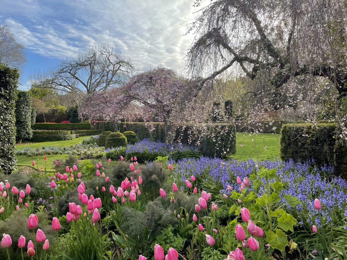 Frühliungsblumen und blühende Bäume im Garten 