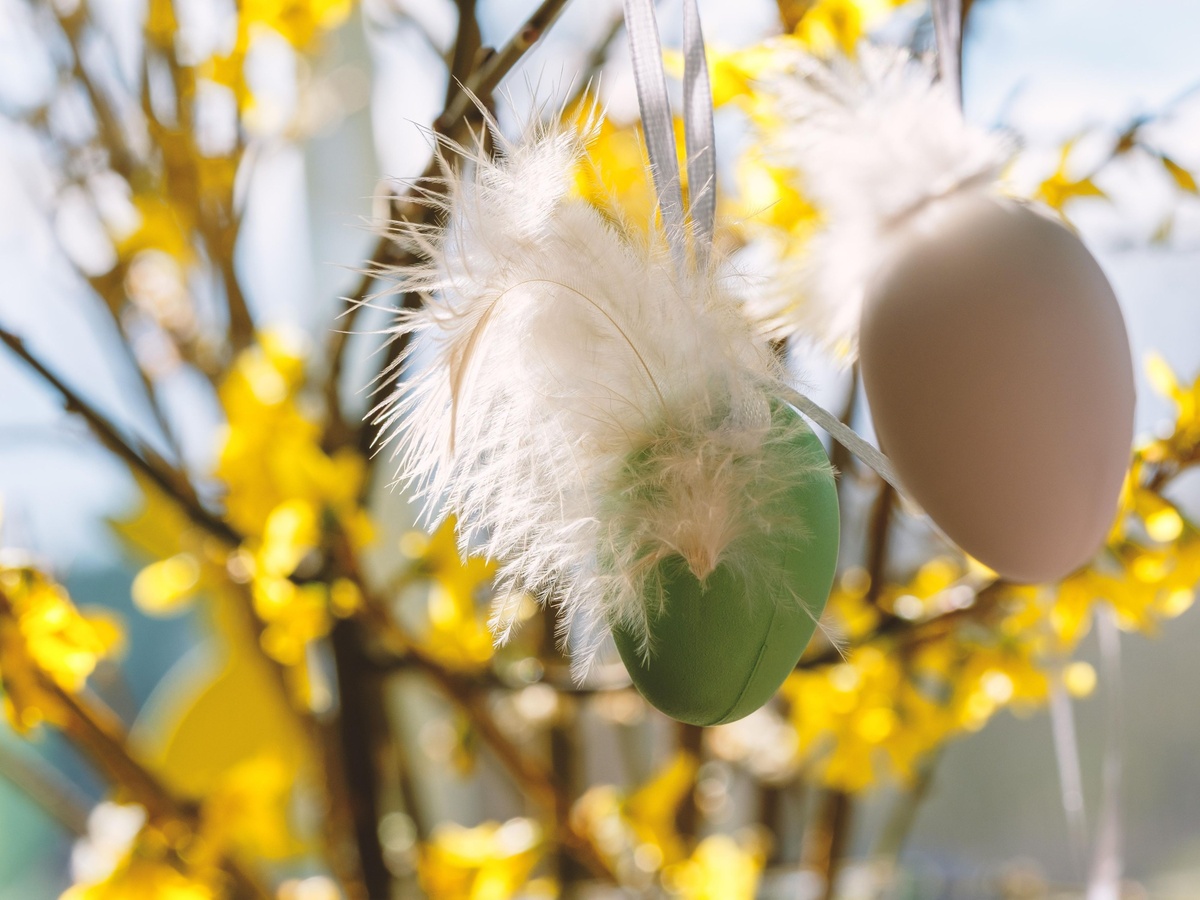 Osterdeko im Garten - Ostereier an Forsythienstrauch hängen 